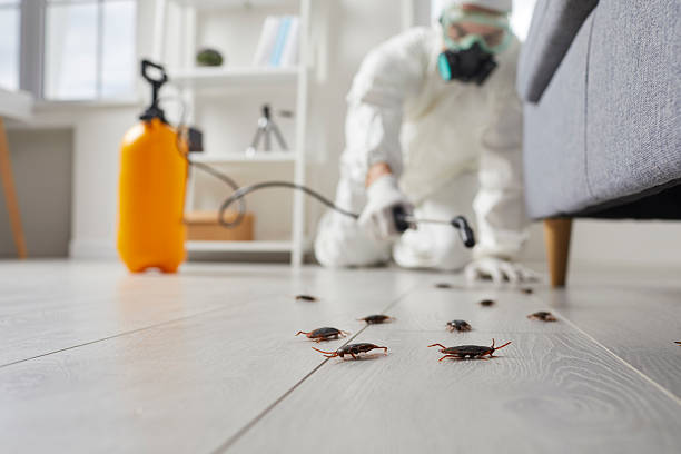 Post-Treatment Bed Bug Interceptor Monitoring in Rainelle